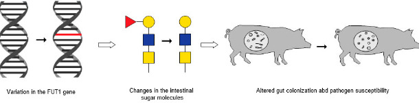 La catena degli eventi associati alla variazione nel gene FUT1 nelle variazioni intestinali e nelle alterazioni  delle colonizzazione e della sensibilit&agrave; ai patogeni