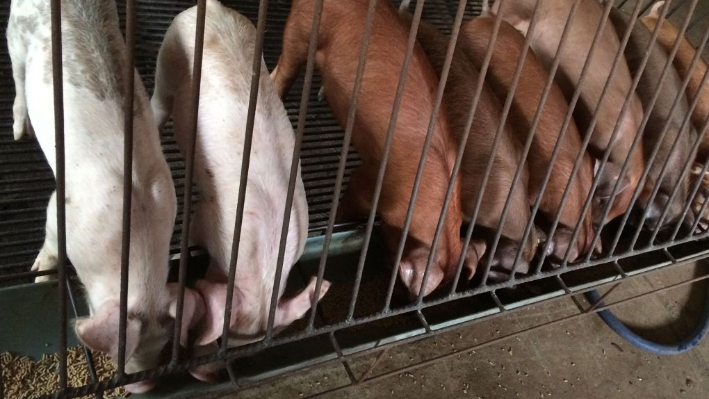 Management dell'alimentazione in svezzamento