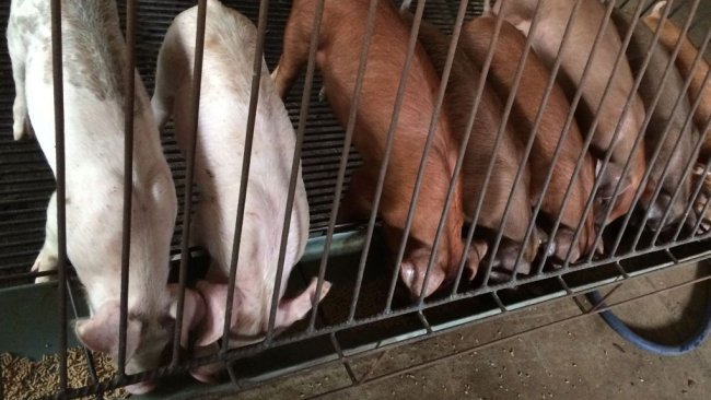 Management dell'alimentazione in svezzamento