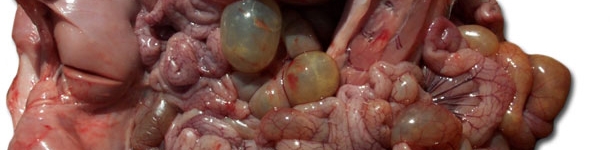 Necropsia di un suinetto colpito, notare anse intestinali dilattate del piccolo e grosso intestino