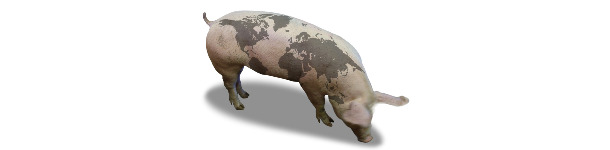 Suino con la mappa del mondo