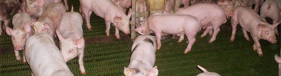 Nelle ultime decadi il grado di tecnicizzazione e l'evoluzione dei sistemi produttivi a tutti i livelli &egrave; stato costante