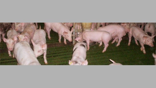 Nelle ultime decadi il grado di tecnicizzazione e l'evoluzione dei sistemi produttivi a tutti i livelli è stato costante