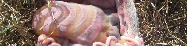 Edema del mesocolon causato da E.  1