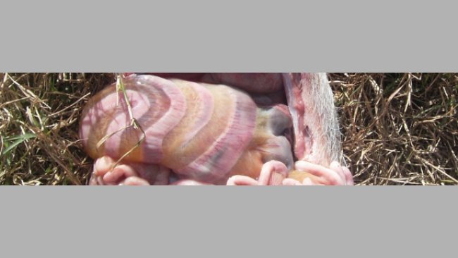 Edema del mesocolon causato da E. 1