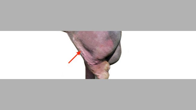 Presenza di vene varicose nel verro