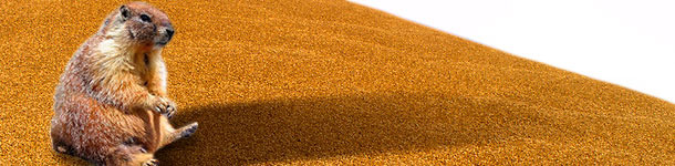 Il mese della marmotta