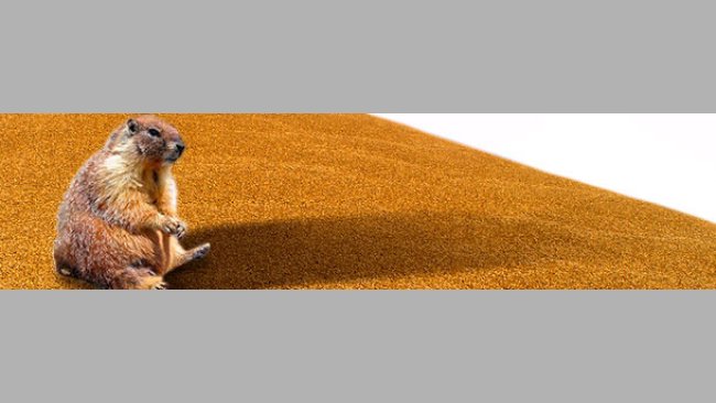 Il mese della marmotta