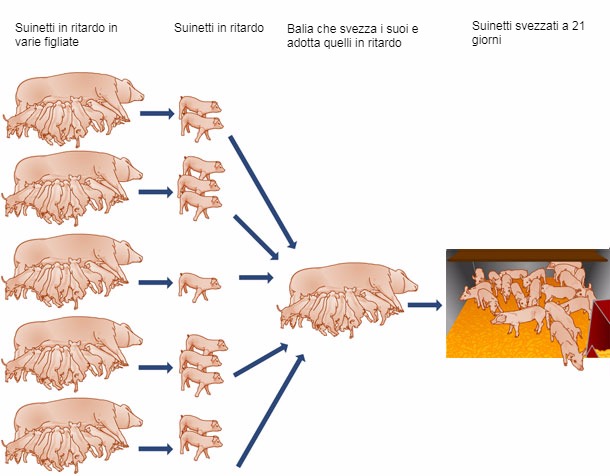 Balie dei suinetti senza mammelle
