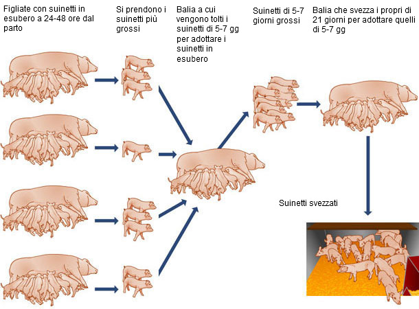 Balie per suinetti nati in esubero
