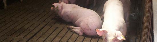 E' praticamente impossibile ispezionare tutti i suini individualmente quando si effettua una visita routinaria di controllo.
