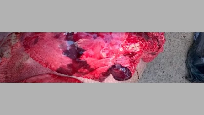 Lesioni alla necroscopia, compatibili con polmonite enzootica, influenza, PRRS ed altre complicanze batteriche