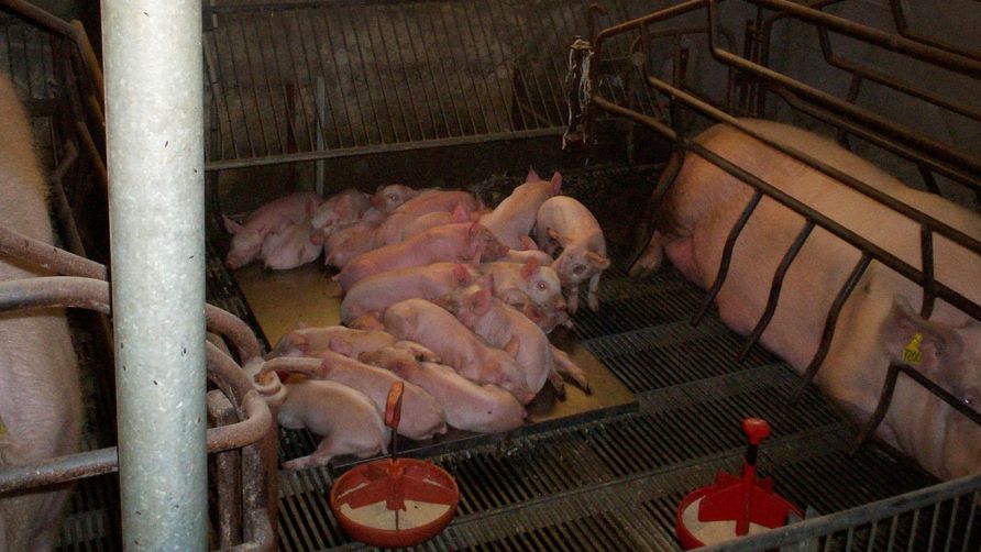 Gabbie parto senza divisorie
