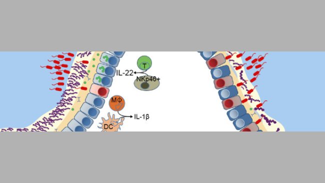 Difese di una mucosa sana o con disbiosi