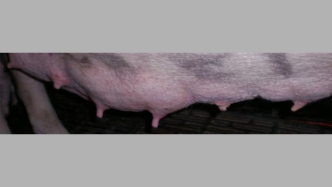 Differenza visiva tra le ghiandole utilizzate e non a 7 giorni di lattazione