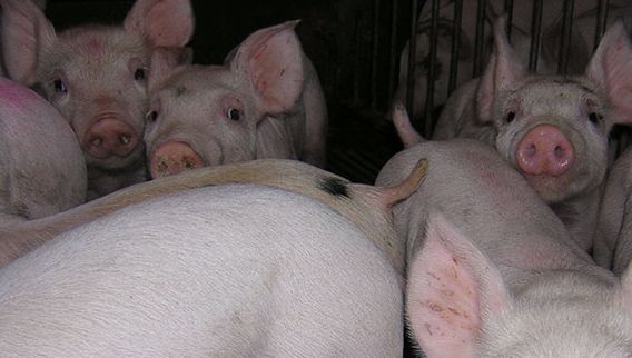 Suinetti in svezzamento
