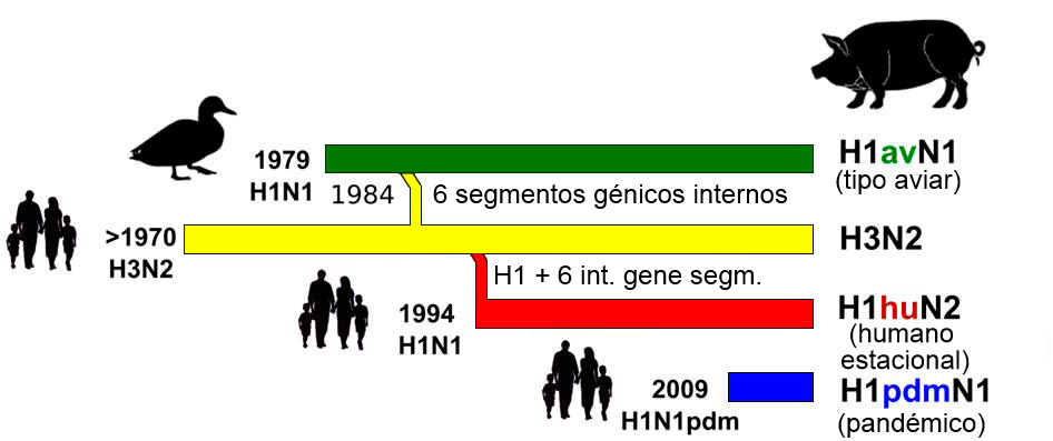 Figura 1. Storia ed origine dei virus dell'influenza suina tipo A (IAV) che attualmente circolano in Europa. Si noti che nessuno di questi IAV suini hanno la loro origine nel suino.
