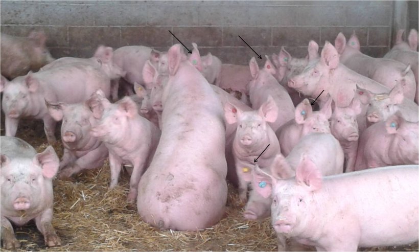 Foto 1.Gruppo di scrofette dove si identificano 4 bande diverse di nascita
