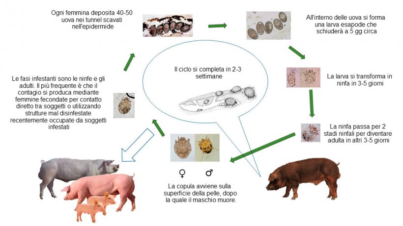 Figura 1. Ciclo biologico di Sarcoptes scabiei
