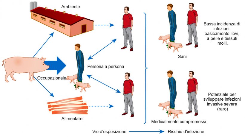 Modello concettuale delle vie di esposizione e rischi d&#39;infezione da S. aureus associati agli animali d&#39;allevamento
