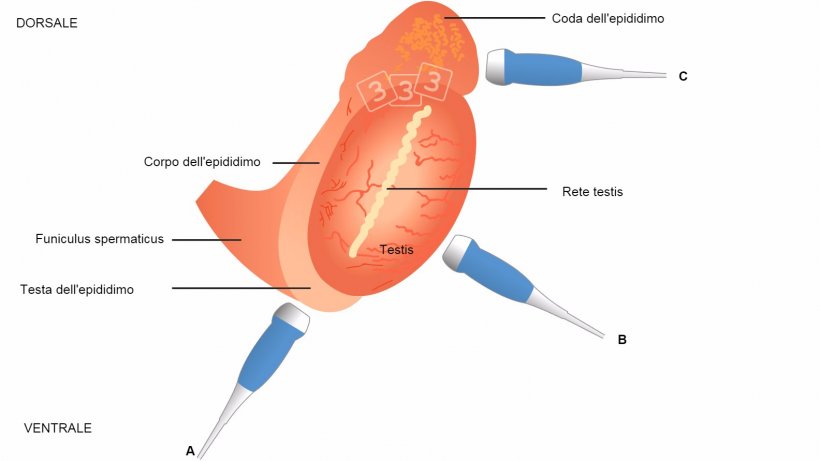 Fig. 4:&nbsp; IIlustrazione schematica della topografia del testicolo e dell&#39;epididimo nel verro, con posizionamento suggerito del transduttore per la valutazione della testa dell&#39;epididimo&nbsp;(= testa, a), corpo&nbsp;(b) e coda&nbsp;(= coda; La testa e la coda si osservano meglio con immagini longitudinali e trasversali al corpo&nbsp;( Kauffold et al., 2011). &nbsp; &nbsp;
