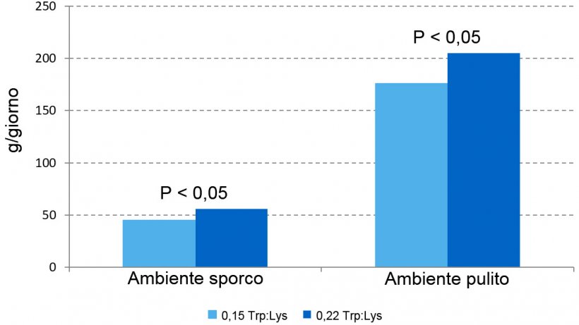 Figura&nbsp;1 &ndash;Effetti del rapporto Trp: Lys nella dieta sul tasso di crescita nella fase prestarter in due differenti ambienti.
