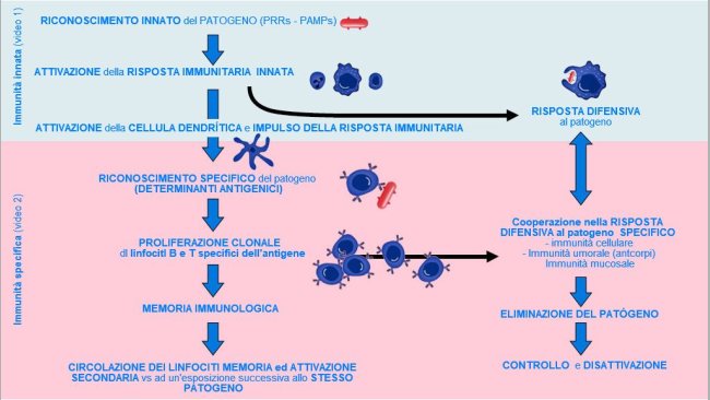 Figura 1. Fase di inizio, attivazione e progressione dell'immunità innata e specifica contro un patogeno
