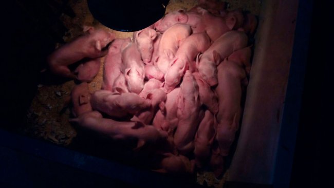 Figliata di una scrofa iperprolifica. Foto: Josep Mª Girvent