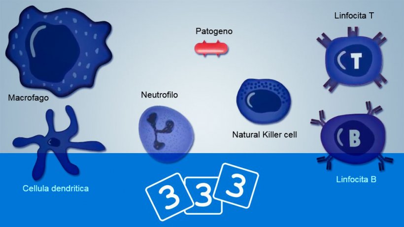 Scopri l&#39;immunologia nella 3tre3
