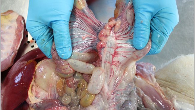 Linfonodi mesenterici