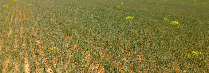 Immagine 1. Pubblicazione in Campo Castilla e Le&oacute;n il giorno 28 Aprile (http://www.campocyl.es)
