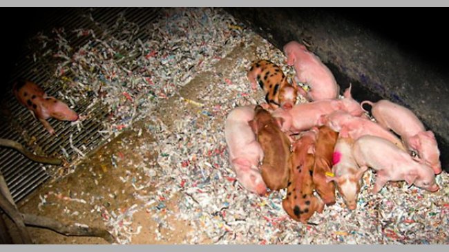 Suinetti infreddoliti 1