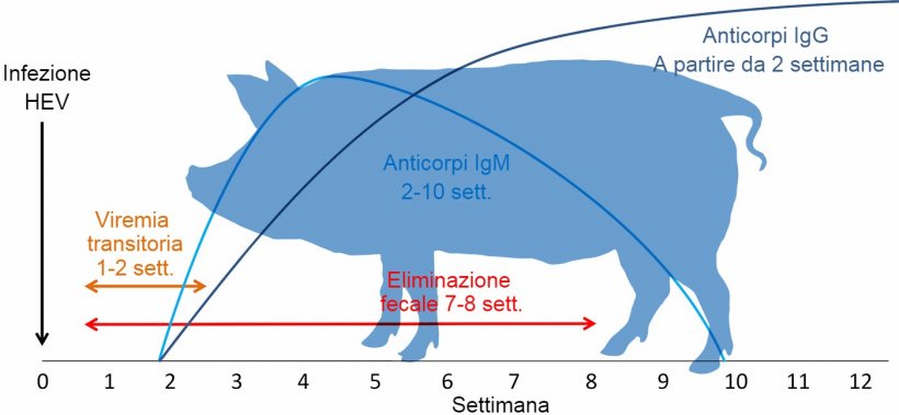 Risposta all&#39;infezione del virus dell&#39;Epatite E&nbsp;
