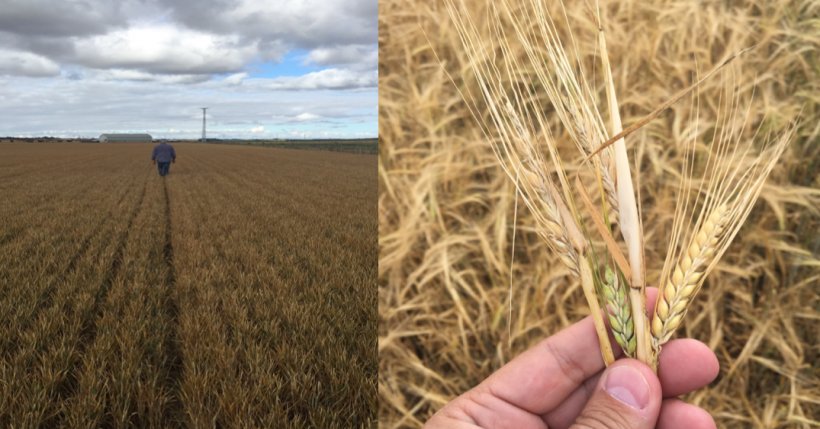 Stato dei campi in Castilla y Le&oacute;n, prima dei raccolti. Cattive rese come conseguenza delle gelate e dell&#39;effetto piogge.
