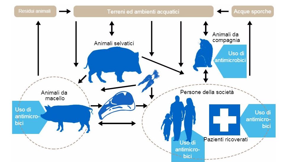Flussi della resistenza agli antibiotici tra i differenti serbatoi. In blu si indicano i punti di utilizzo degli antibiotici. http://www.effort-against-amr.eu/
