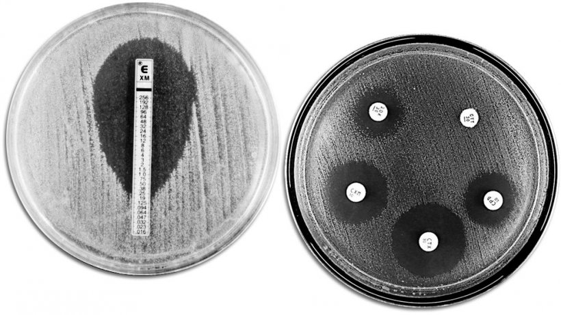 Tecniche classiche di valutazione della resistenza agli antibiotici. A sinistra viene mostrato un E-TEST che permette di misurare la concentrazione minima di antibiotico che impedisce la crescita batterica. A destra viene mostrato un antibiogramma nel quale si osservano diversi aloni di inibizione di crescita da parte degli antibiotici.
