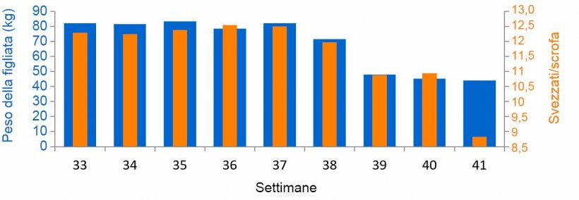 Gr&aacute;fica 3. Media suinetti svezzati/scrofa e kg per figliata, prima e durante l&#39;episodio di&nbsp;PED (a partire dalla settimana 38).
