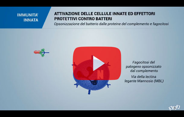 fagocitosi dei batteri