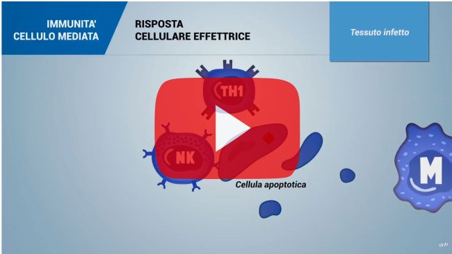 IMMUNITA\ CELLULO MEDIATA