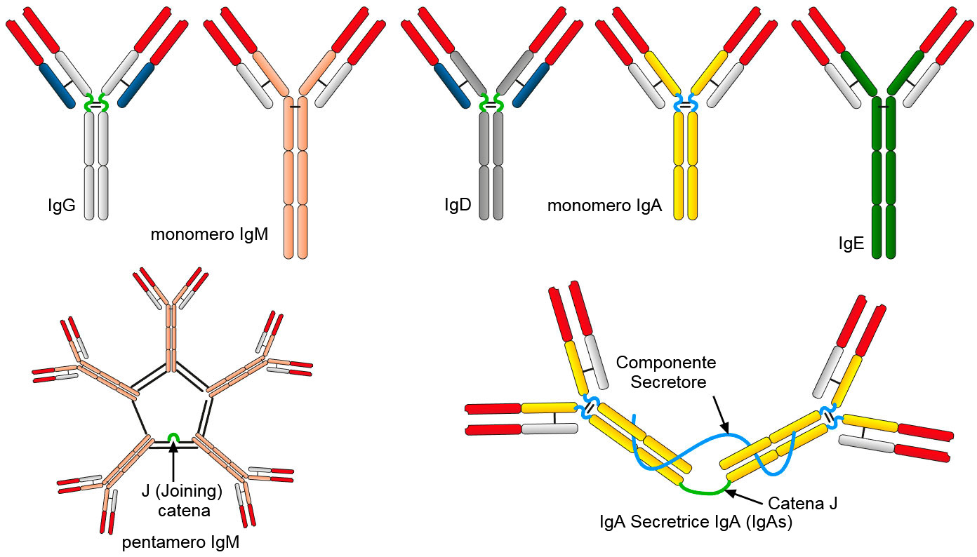 Иммуноглобулин слизистых оболочек. Антитела IGM IGG iga. Структура антитела IGG. Структура иммуноглобулина iga. IGM антитела строение.