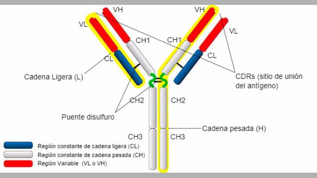 Tipi e strutture di IgG