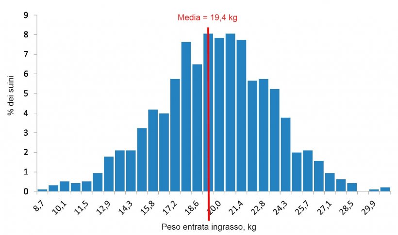 Figura 4. Distribuzione dei pesi all&#39;entrata dell&#39;ingrasso.
