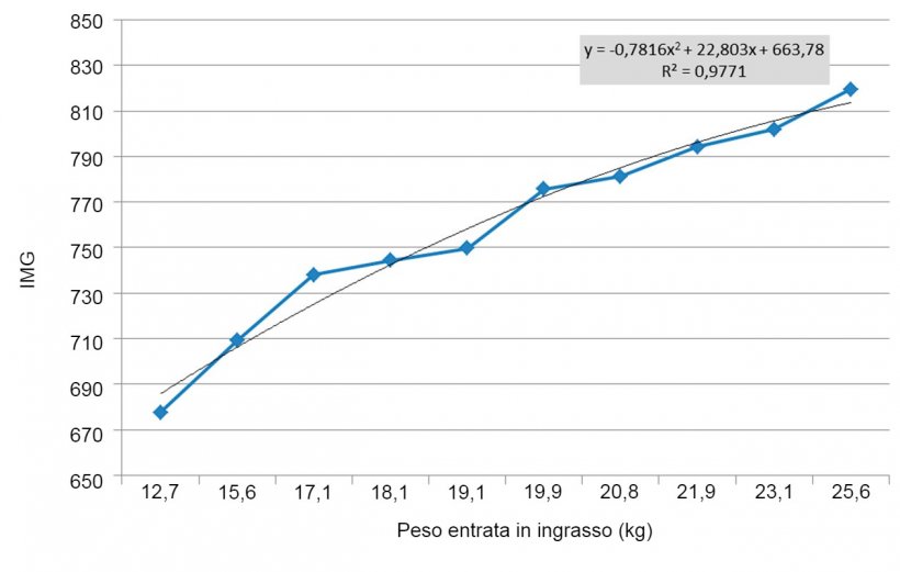 Figura 6. IMG nei primi 100 giorni di ingrasso in funzione del peso di entrata. Le differenze di peso all&#39;entrata dell&#39;ingrasso si allargano&nbsp;(si moltiplicano per&nbsp;2). Ogni kg di differenza di peso all&#39;entrata equivale a circa 11 g di IMG.
