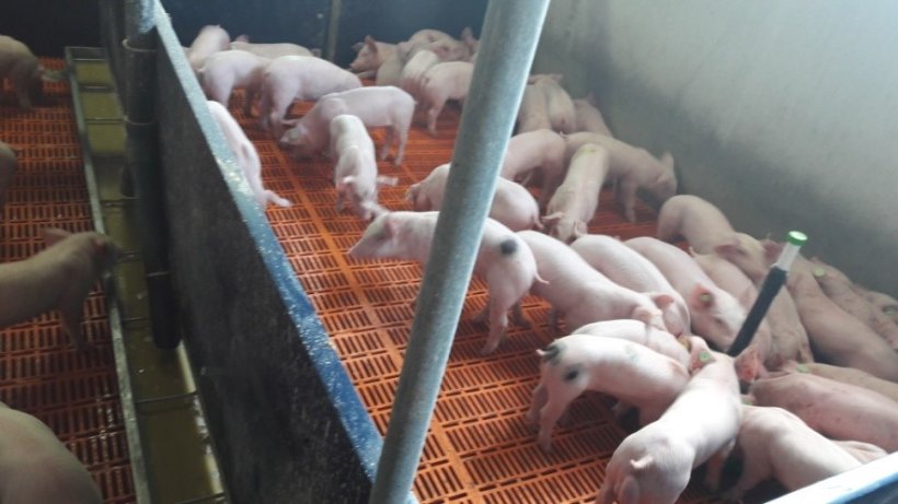 Foto 3.- I suinetti svezzati mangiavano il sottoscrofa dalle ciotole rosse, per&ograve; non la broda con il prestarter dal truogolo lungo.
