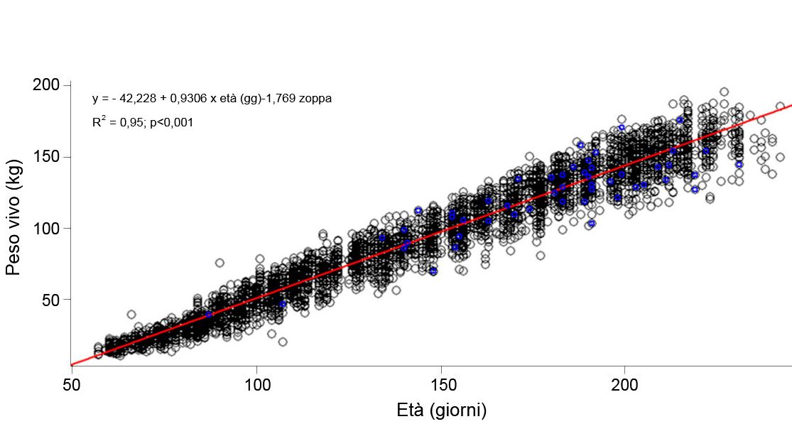 Grafico 1. Evoluzione del peso vivo e l'et&agrave; delle scrofette zoppe (azzurro) e non zoppe (nero)
