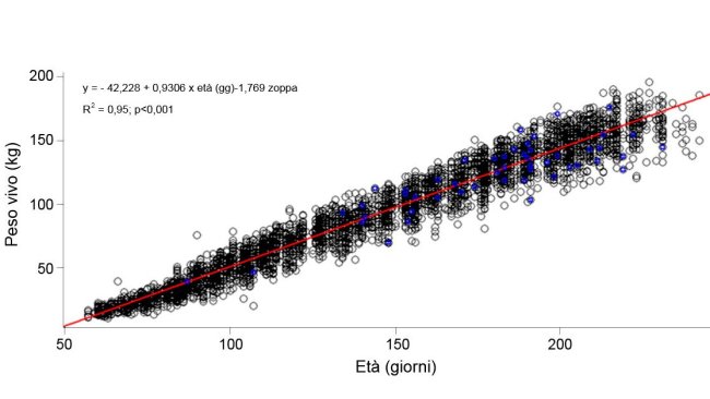 Grafico 1. Evoluzione del peso vivo e l'età delle scrofette zoppe (azzurro) e non zoppe (nero)