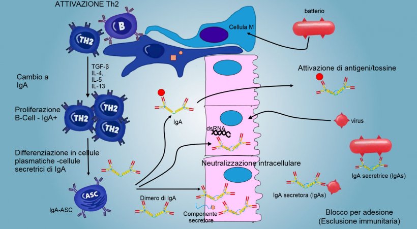 Figura&nbsp;6: Il&nbsp;&quot;cambio&quot; a&nbsp;IgA si regola principalmente mediante l&#39;attivazioe dei linfociti&nbsp;Th2 con produzione di citochine&nbsp;TGF-&beta;, IL-4, IL-5, IL-13. Il dimero di IgA secreto si unisce ad un recettore (pIgR) sulla superficie basale delle cellule epiteliali. Il complesso si internalizza nella cellula e prima di migrare attraverso la superficie luminale, il recettore si scinde e l&#39;IgA rimane unita al residuo del recettore&nbsp;(componente secretore).
