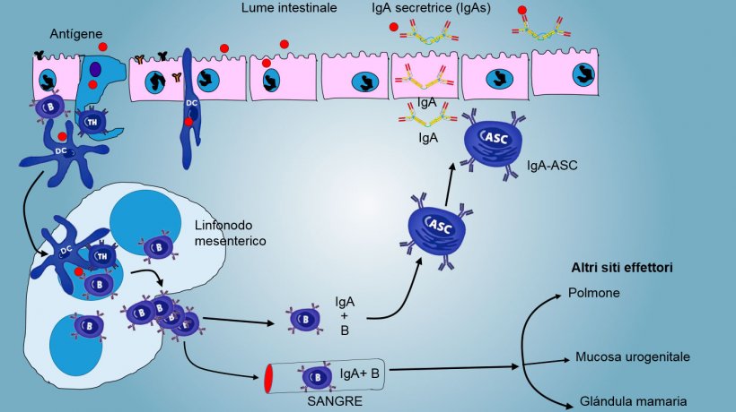 Figura&nbsp;4: Produzione di IgA nei linfonodi mesenterici e risposta sistemica. I linfociti &nbsp;B e&nbsp;T in proliferazione ed attivati, migrano dalla linfa al sangue, nei suini, direttamente attraverso le venule endoteliali alte&nbsp;(HEV), la maggioranza ritorna all&#39;intestino o raggiungono altre superfici mucosali&nbsp;(siti effettori) come polmone, ghiandola mammaria ed apparato urogenitale.
