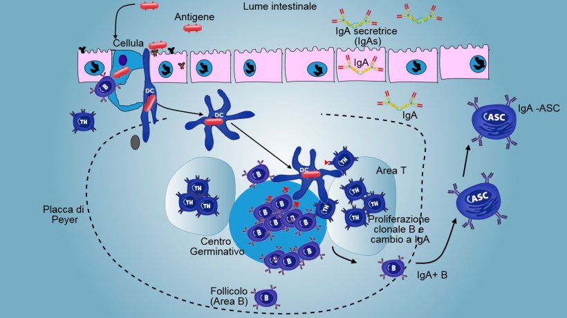 Figura&nbsp;3: Produzione di IgA nelle placche di Peyer.
