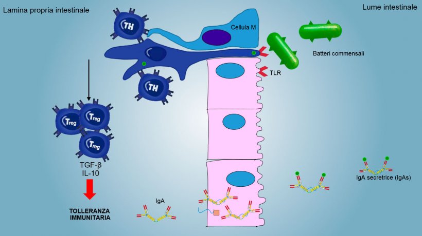 Figura&nbsp;2: Una tolleranza immunitaria &egrave; indotta a fronte di batteri commensali,&nbsp;mediata da linfociti Treg con produzione di citochine come IL-10 e&nbsp;TGFb. In particolare a livello intestinale, la secrezione di&nbsp;&nbsp;IgA specifica blocca l&#39;adesione di batteri commensali, modulando cos&igrave; la composizione del microbiota, evitando l&#39;invasione e la dispersione sistemica.
